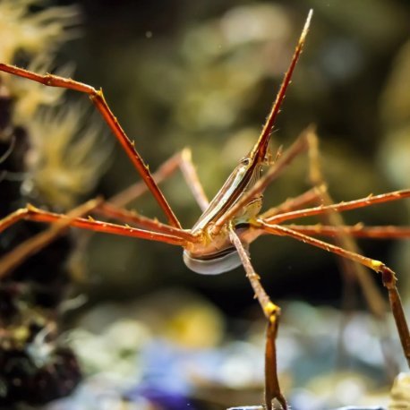 Stenorhynchus seticornis - Arrow Crab