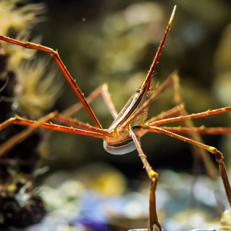 Stenorhynchus seticornis - Arrow Crab