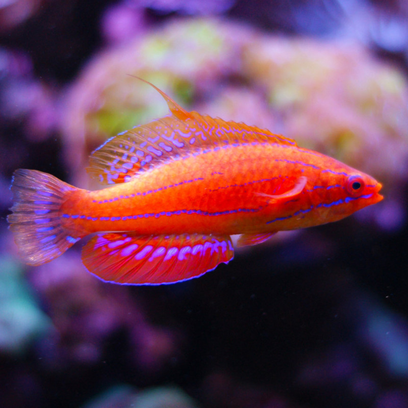 Paracheilinus carpenteri, Carpenter's Flasher Wrasse