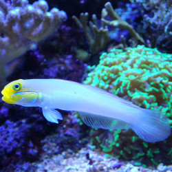 Valenciennea strigata - Sleeper Gold Head Goby Valenciennea strigata - Sleeper Gold Head Goby