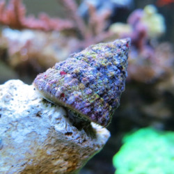 Tectus fenestratus - Tectus Snail Tectus fenestratus - Tectus Snail