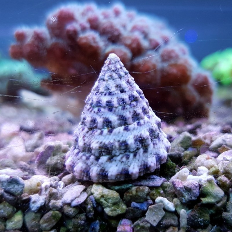 Tectus fenestratus - Tectus Snail