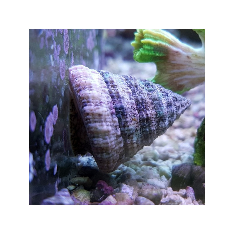 Tectus fenestratus - Tectus Snail