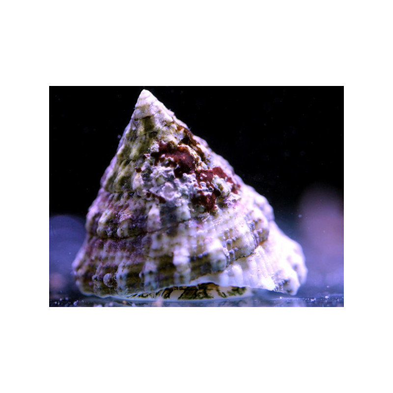 Tectus fenestratus - Tectus Snail