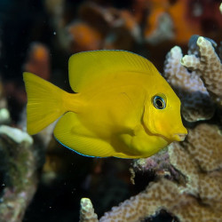 Acanthurus pyroferus - Mustard Tang Acanthurus pyroferus - Mustard Tang