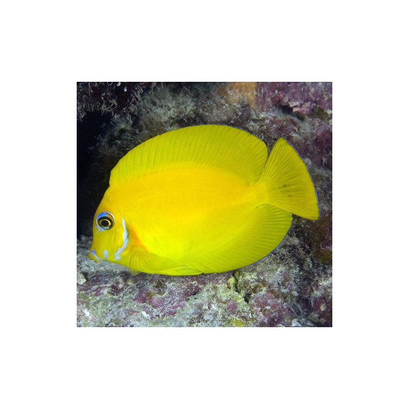 Acanthurus pyroferus - Mimic Lemon Peel Tang