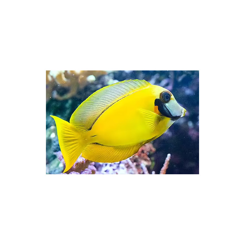 Acanthurus pyroferus - Mimic Lemon Peel Tang