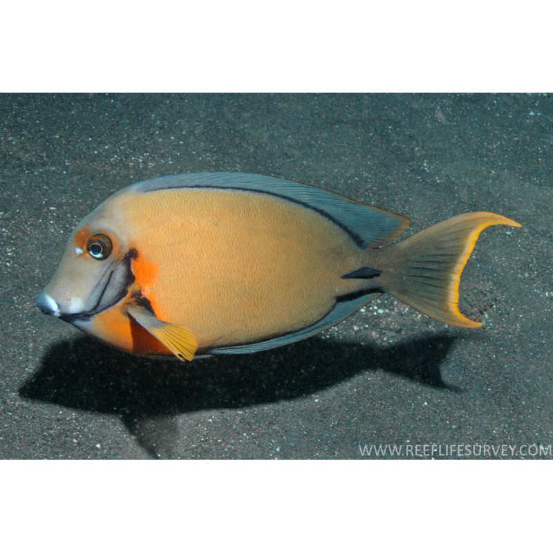 Acanthurus pyroferus - Mimic Lemon Peel Tang