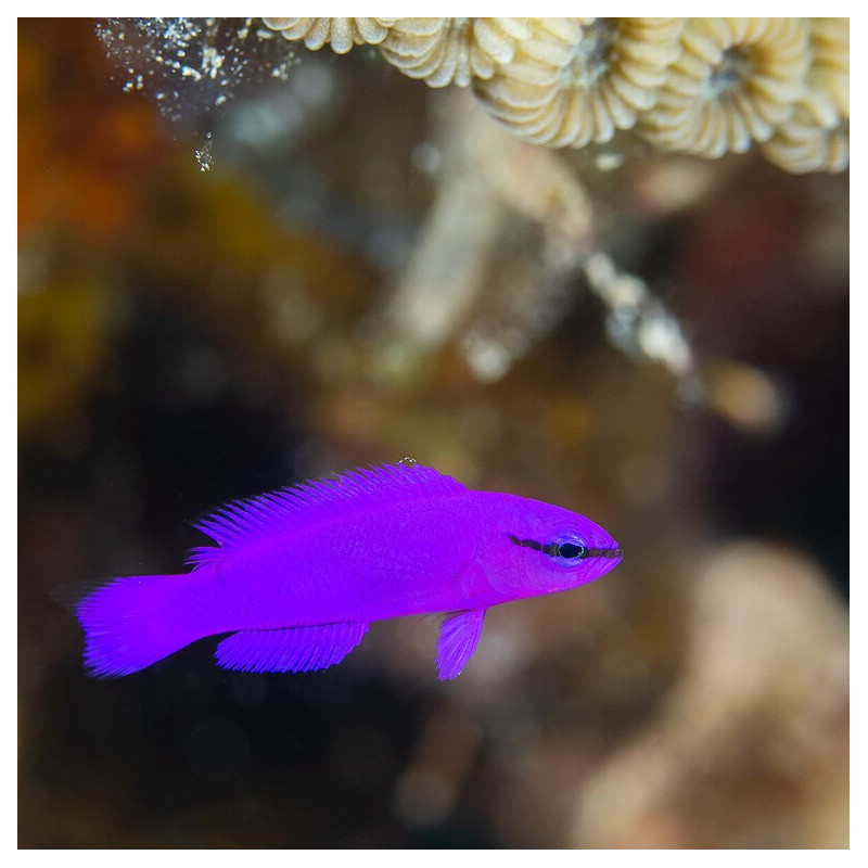 Pseudochromis fridmani - Orchid Dottyback Tank Bred Pseudochromis fridmani - Orchid Dottyback Tank Bred