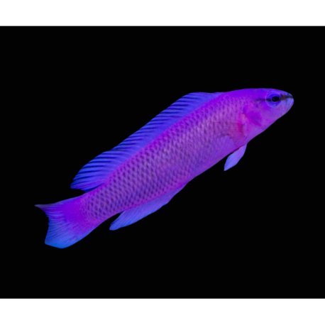 Pseudochromis fridmani - Orchid Dottyback Tank Bred