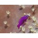 Pseudochromis fridmani - Orchid Dottyback Tank Bred