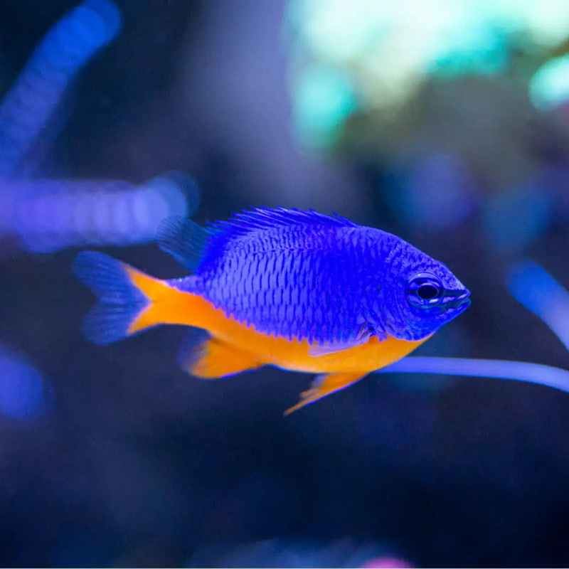 Chrysiptera hemicyanea - Half-Blue Damselfish