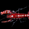 Alpheus armatus - Tiger Snapping Shrimp