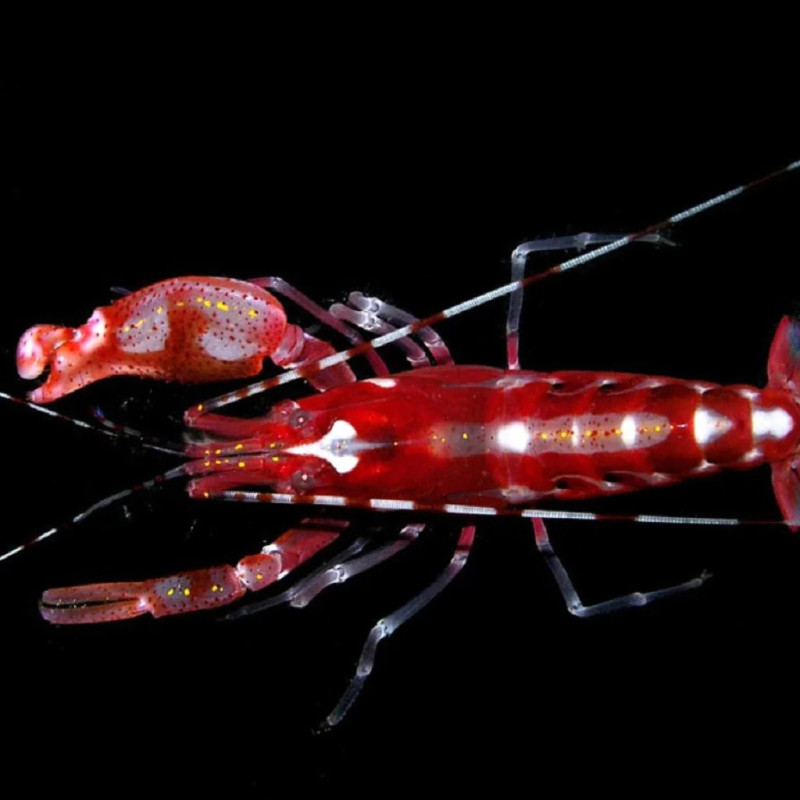 Alpheus Armatus Tiger Snapping Shrimp Aquaorinoco