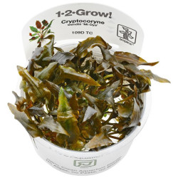 Cryptocoryne wendtii Mi Oya Cryptocoryne wendtii Mi Oya