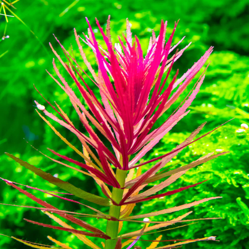 Limnophila hippuridoides