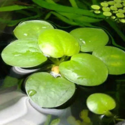 Porción de Limnobium laevigatum Porción de Limnobium laevigatum