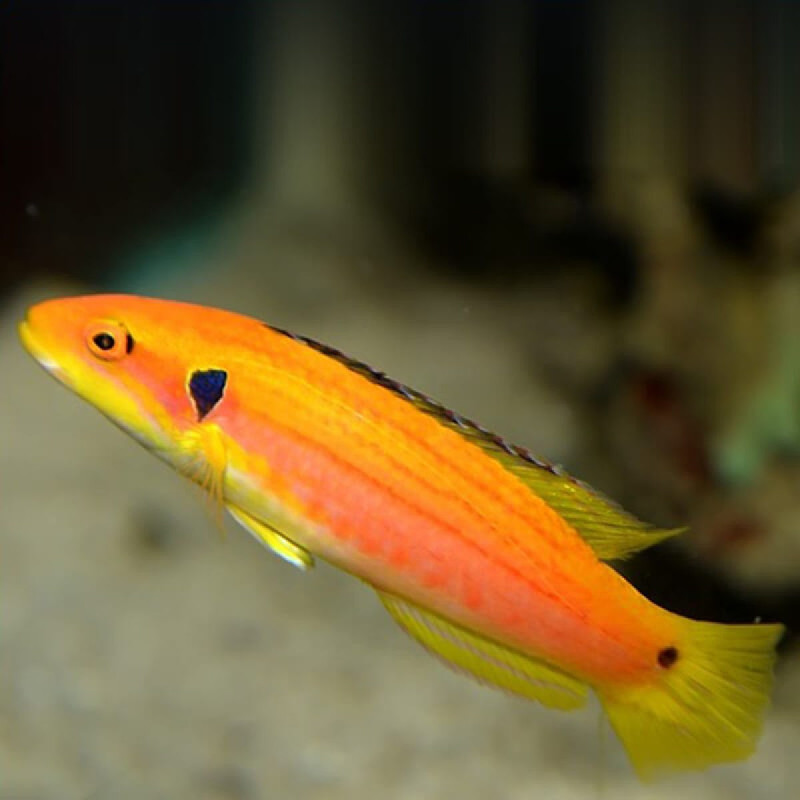 Bodianus bimaculatus - Yellow Candy Hogfish