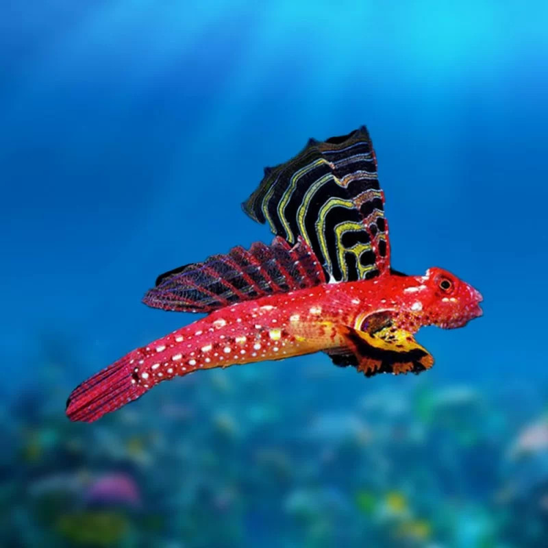 Synchiropus sycorax - Ruby Red Dragonet