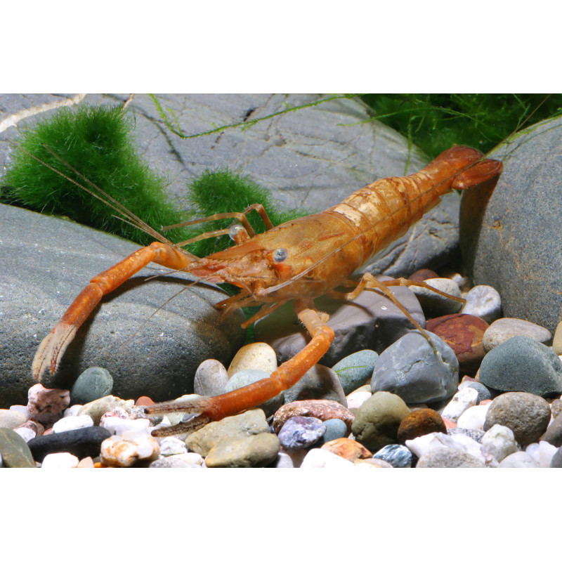 Chocolate Shrimp - Macrobrachium dayanum