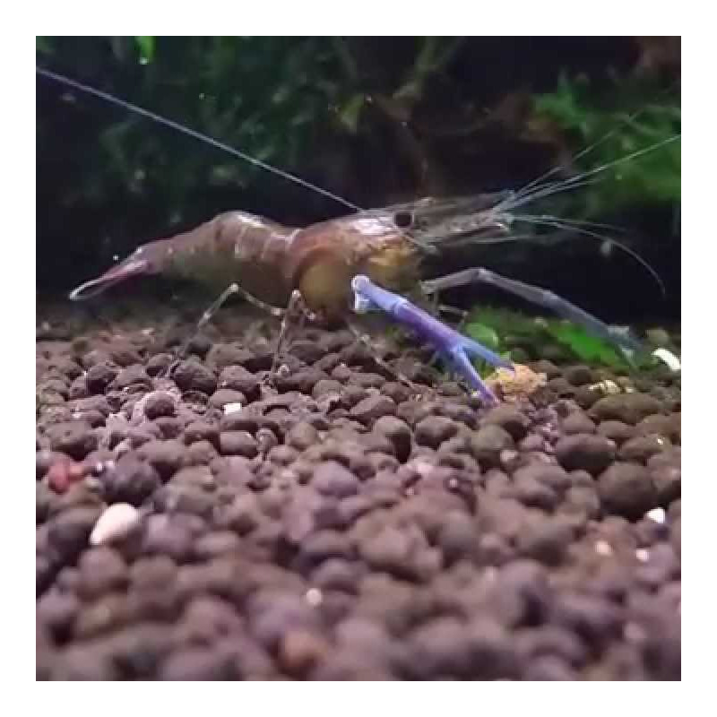 Chocolate Shrimp - Macrobrachium dayanum