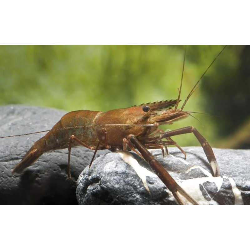 Gamba Chocolate - Macrobrachium dayanum