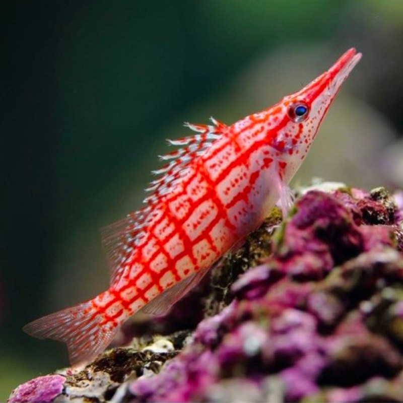 Oxycirrhites typus - Longnose Hawkfish