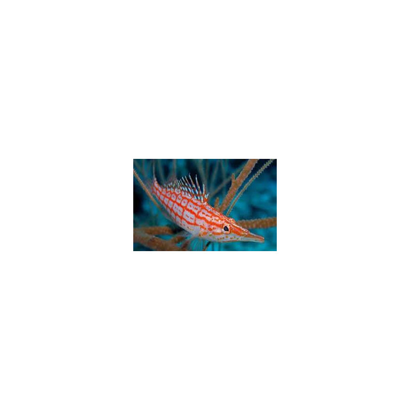 Oxycirrhites typus - Longnose Hawkfish