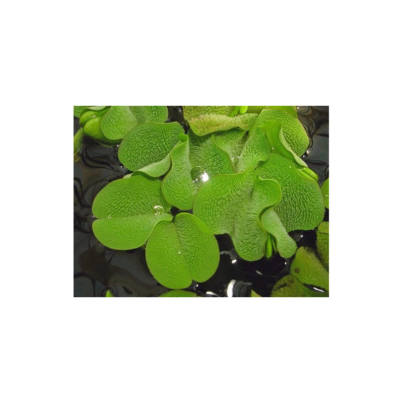 Salvinia auriculata in vitro - Tropica