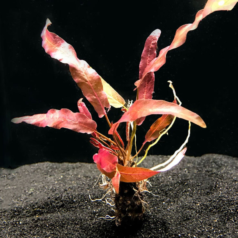 Barclaya longifolia Bulbo