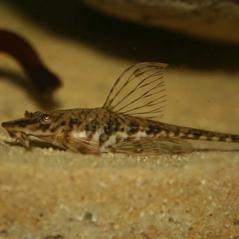 Rineloricaria parva XL (9-10cm)