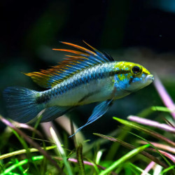 Apistogramma trifasciata Apistogramma trifasciata