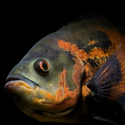 Oscar Tigre - Astronotus ocellatus 12 cm Oscar Tigre - Astronotus ocellatus 12 cm