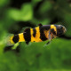 Peixe Abelhinha - Brachygobius xanthozona 3cm