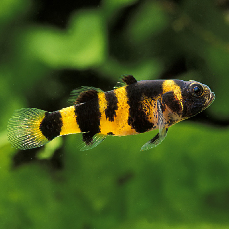 Peixe Abelhinha - Brachygobius xanthozona 3cm