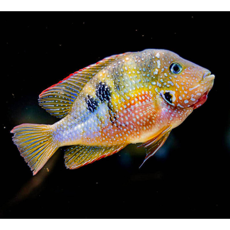 Thorichthys maculipinnis - Ellioti Cichlid
