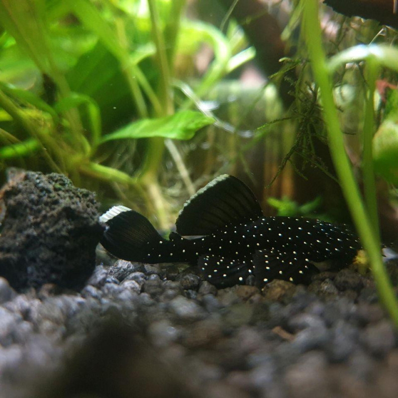 L181 - Peppermint Pleco - S