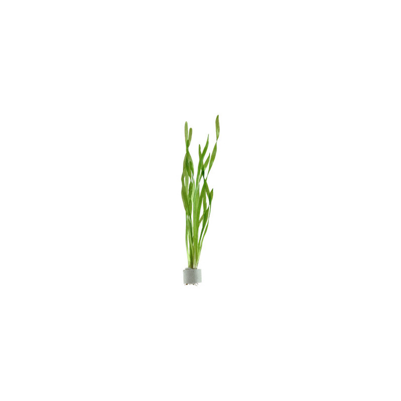 Vallisneria asiatica Vallisneria asiatica