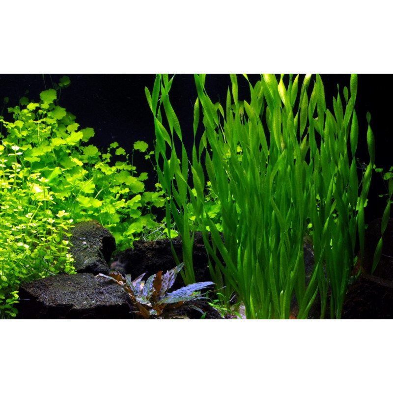 Vallisneria asiatica Vallisneria asiatica