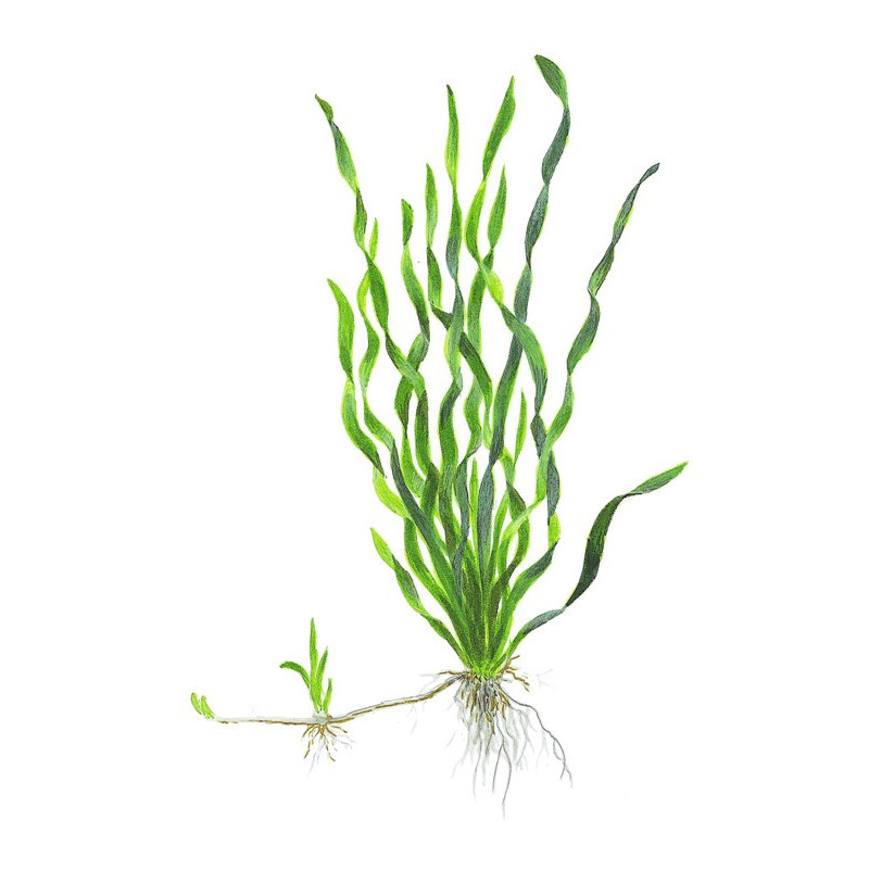 Vallisneria asiatica