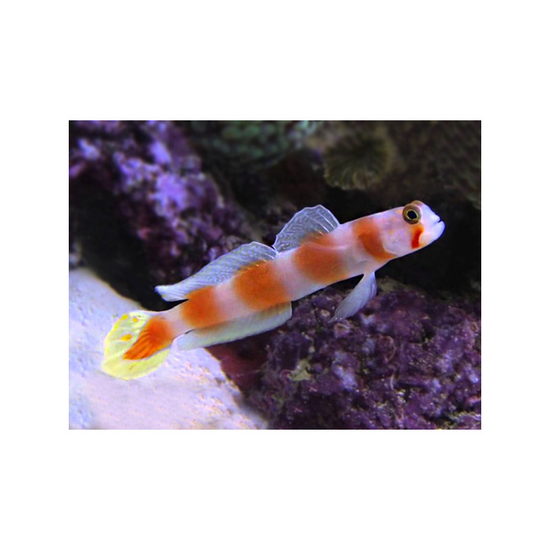 Amblyeleotris aurora - Pinkbar Goby