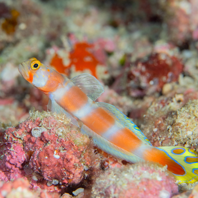 Amblyeleotris aurora - Pinkbar Goby