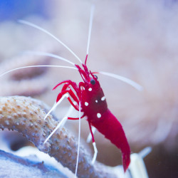 Lysmata debelius - Camarones de fuego rojo sangre Lysmata debelius - Camarones de fuego rojo sangre
