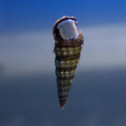 Cerithium sp. (detritívoro) Cerithium sp. (detritívoro)