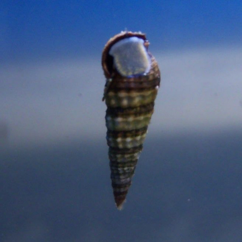 Cerithium sp. (detritívoro)