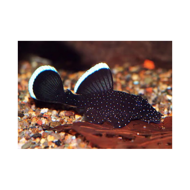 L181 - Menta Pleco - S