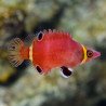 Wetmorella nigropinnata - Banded Possum Wrasse