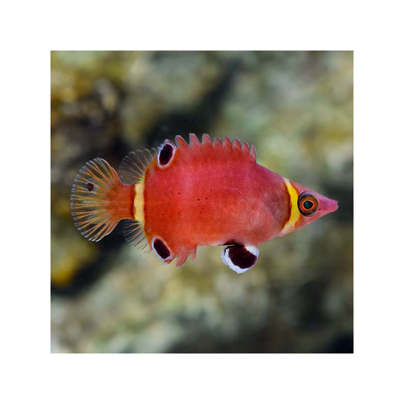 Wetmorella nigropinnata - Banded Possum Wrasse