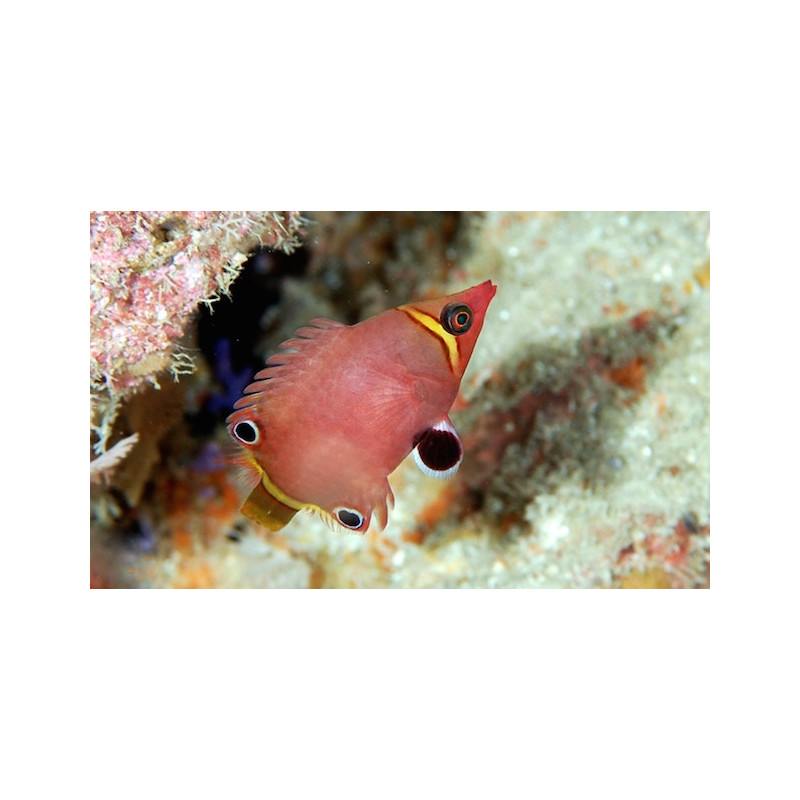 Wetmorella nigropinnata - Banded Possum Wrasse