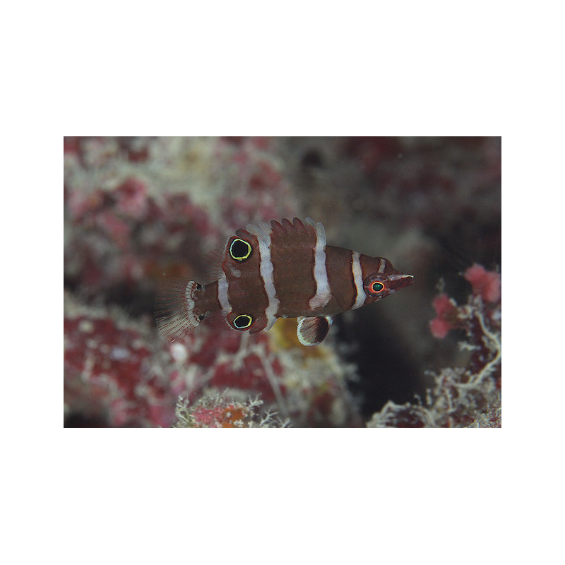 Wetmorella nigropinnata - Banded Possum Wrasse